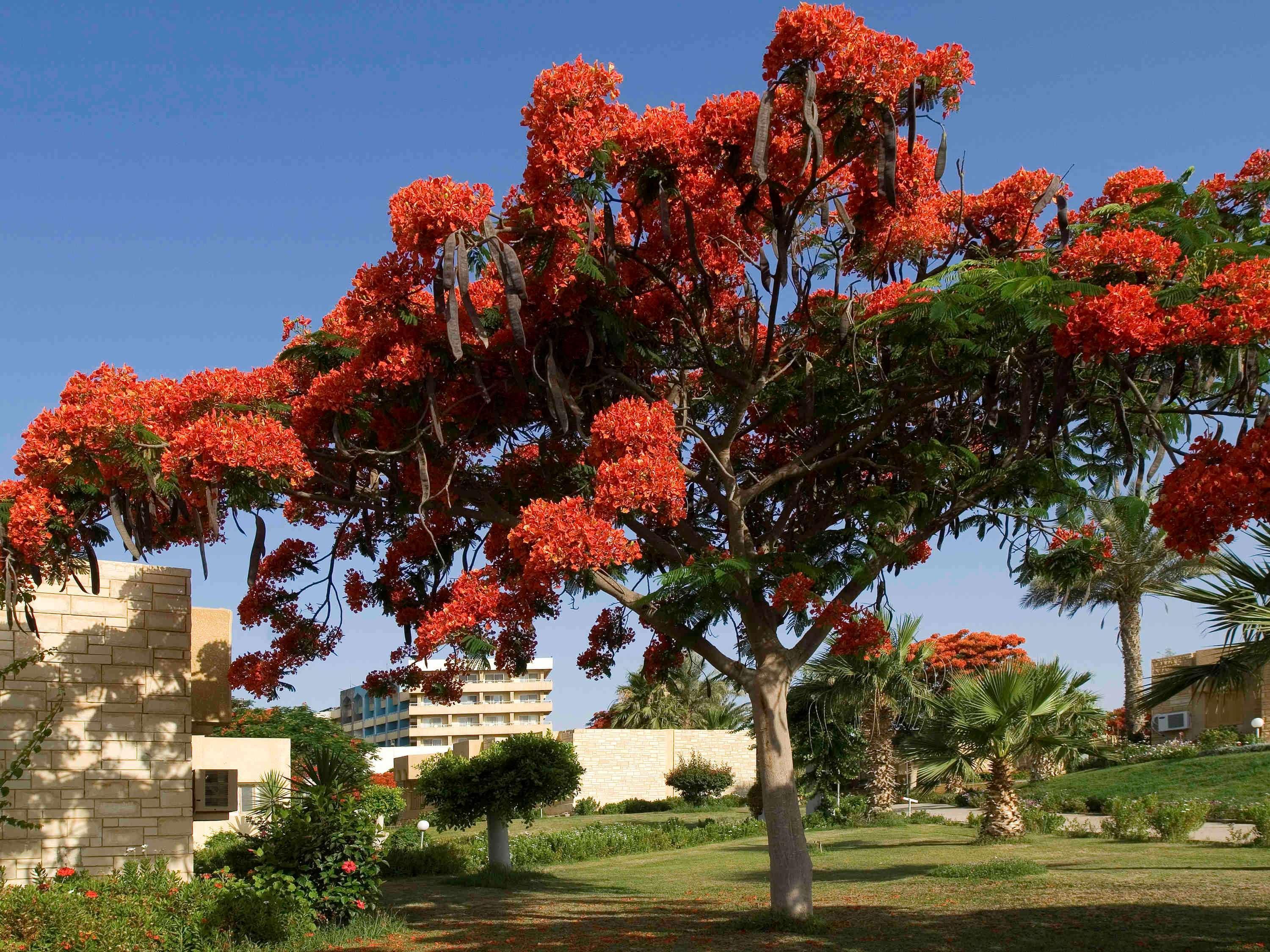 Mercure Ismailia Forsan Island Екстер'єр фото